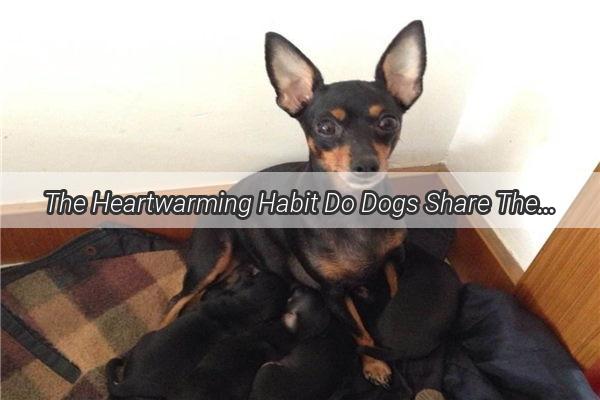 The Heartwarming Habit Do Dogs Share Their Treats with Us